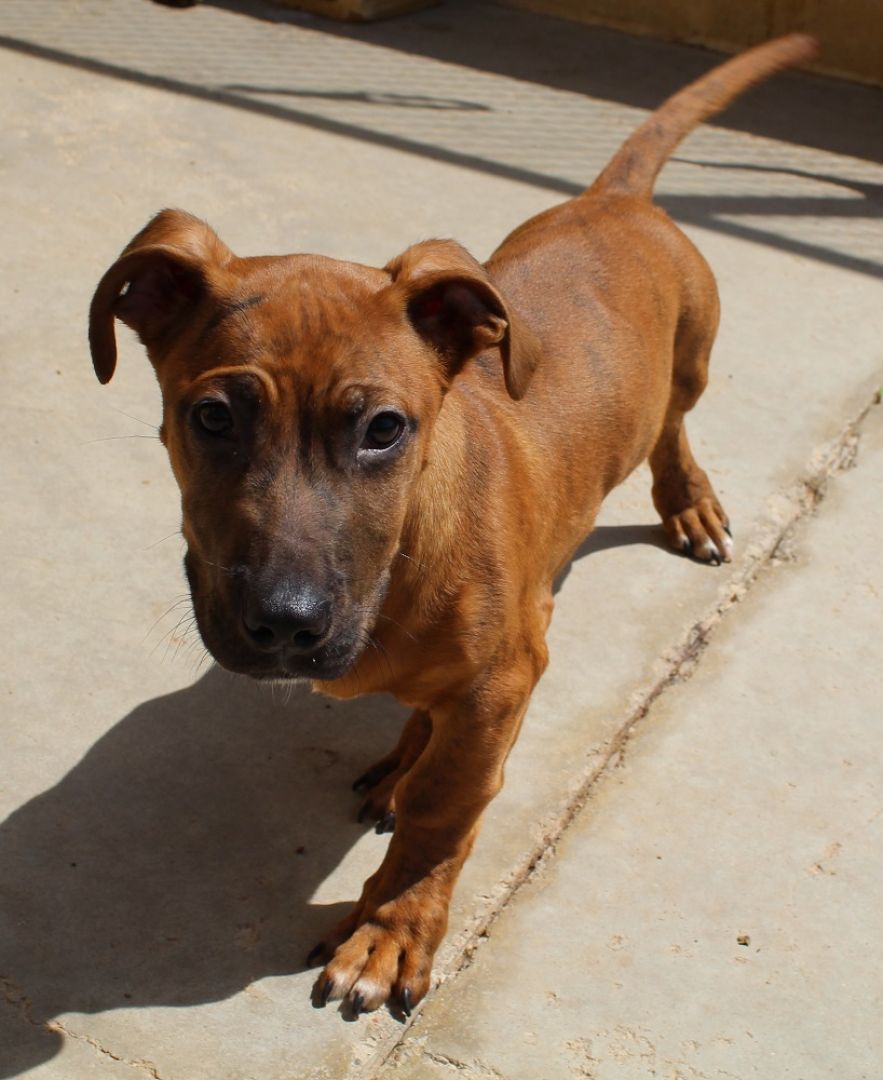 Scooby Doo perro adopción Cruce Perrera de los Barrios