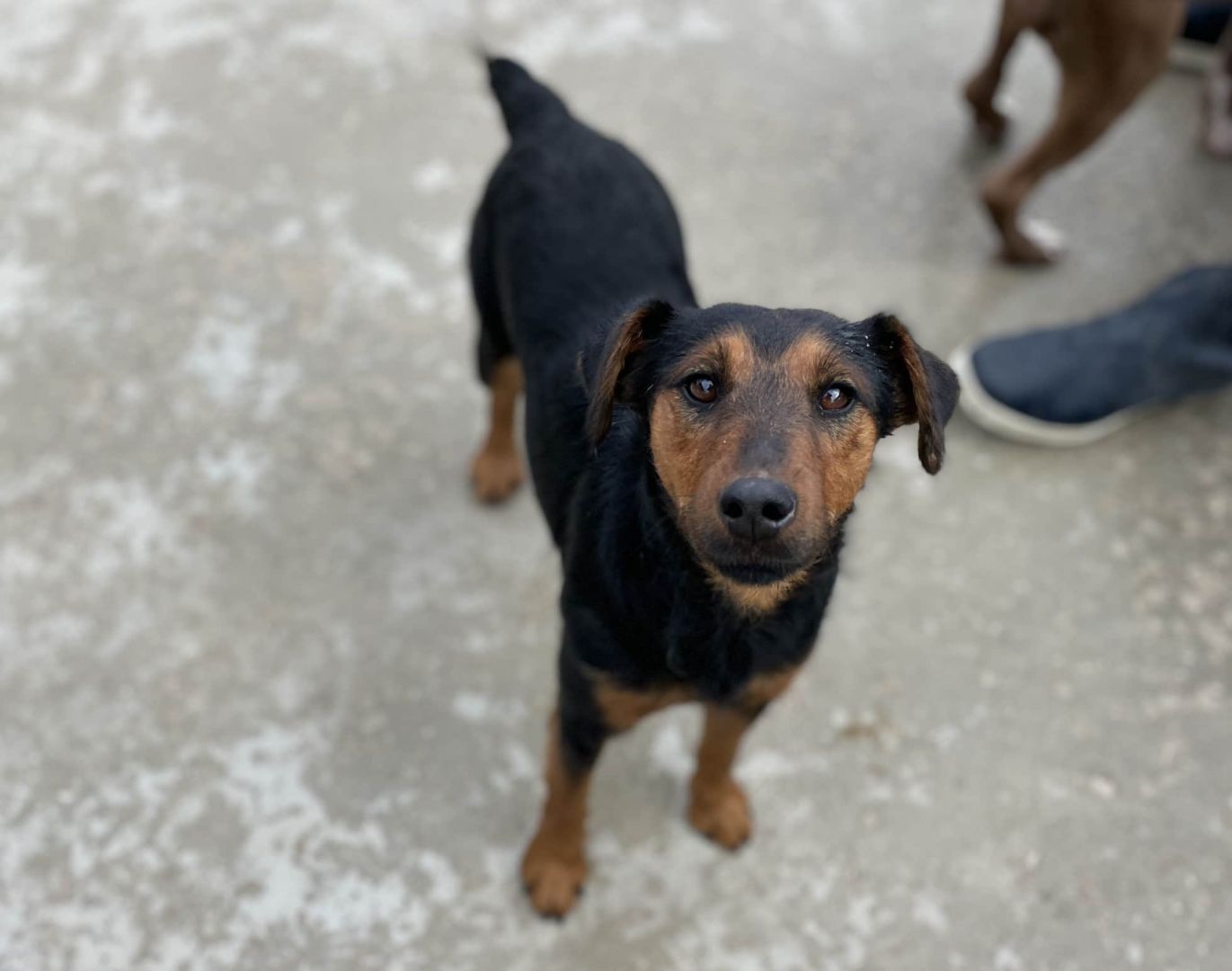 Valle Perro Adopci n Cruce Perrera De Los Barrios facebook